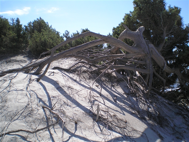 Tronchi morti vicini alle dune si aggrovigliano.